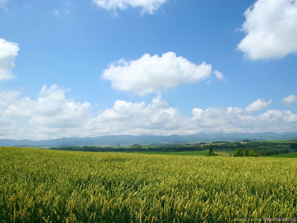 日本北海道美瑛麦田风光
