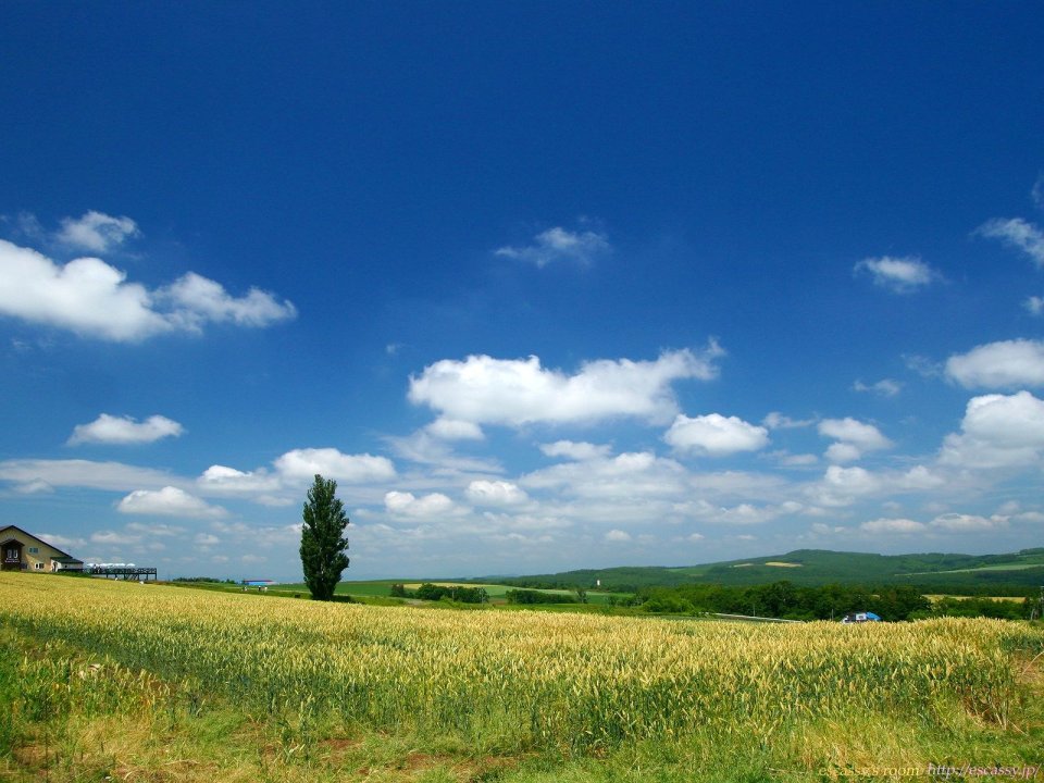 日本北海道美瑛夏季麦田风光