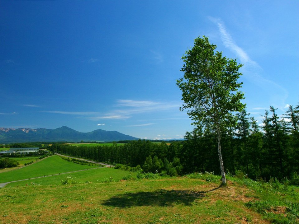 日本北海道美瑛夏季白桦树与远山风光