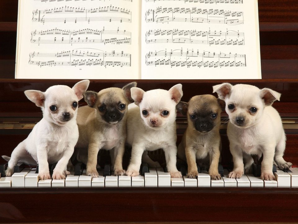 A_Chihuahua_Concerto