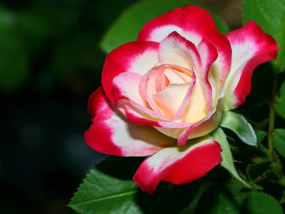 A Delicate Rose Dbsaa487ae93