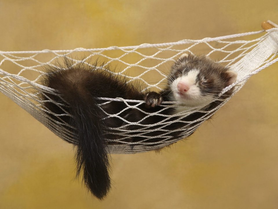 A Sleepy Ferret