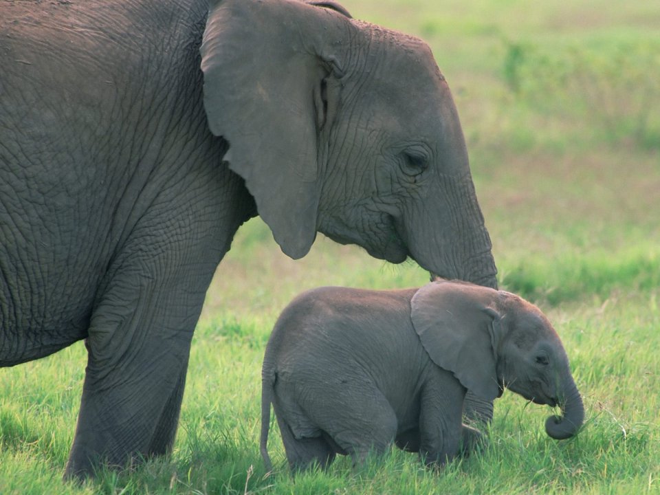 African_Elephants_Amboseli_National_Park_Kenya