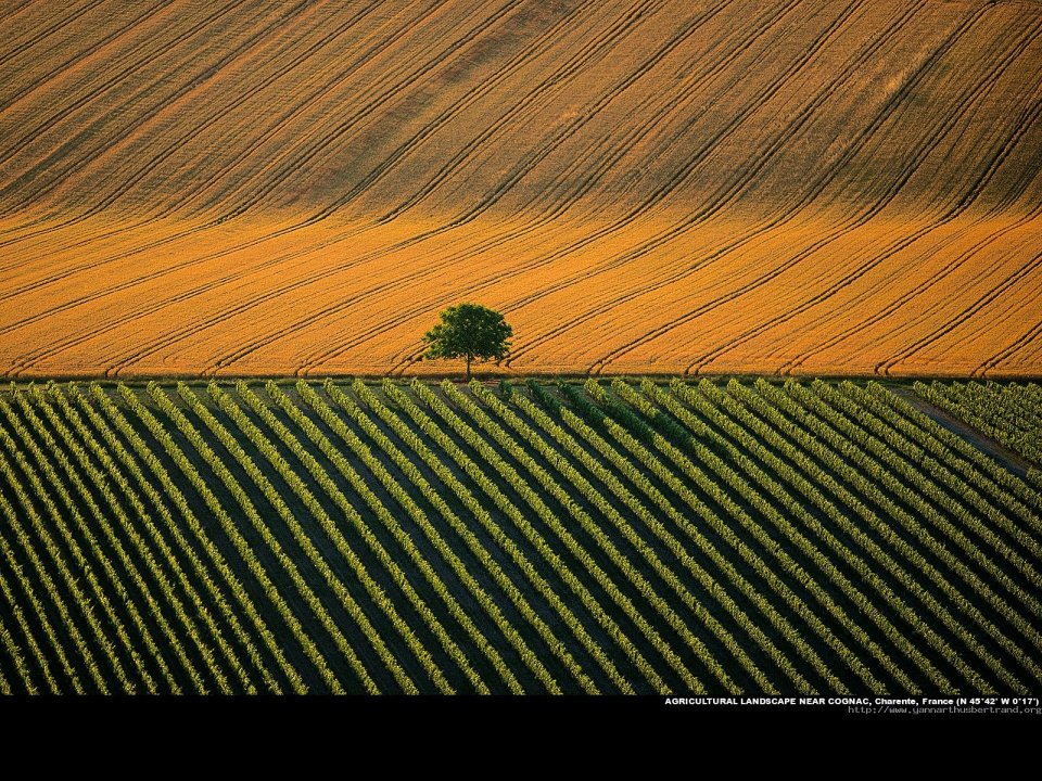 Agricultural landscape near Cognac, Charente, France
