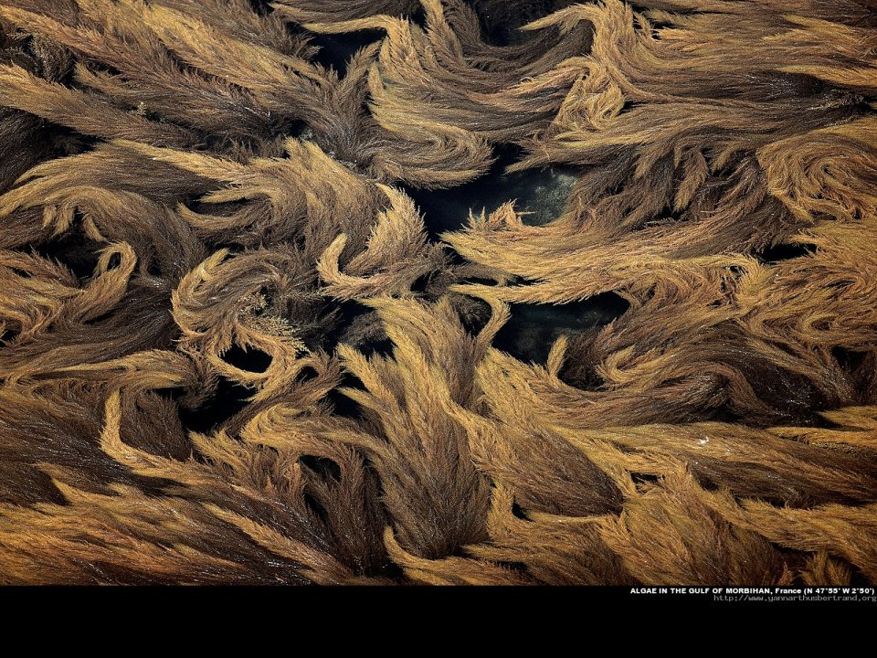 Algae in the gulf of Morbihan, France