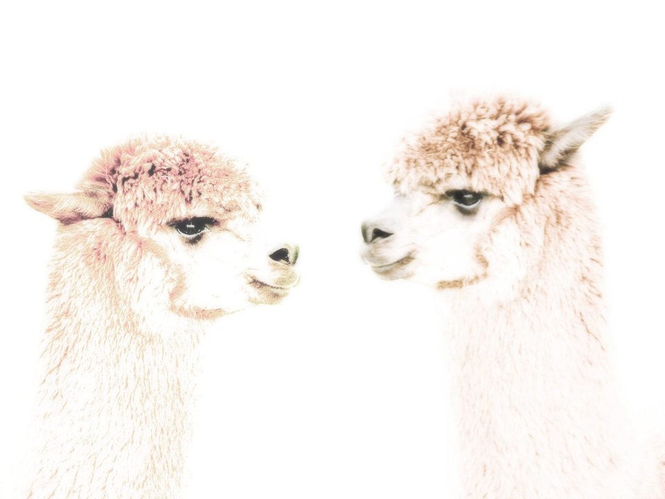 Alpaca_San_Juan_Island_Washington