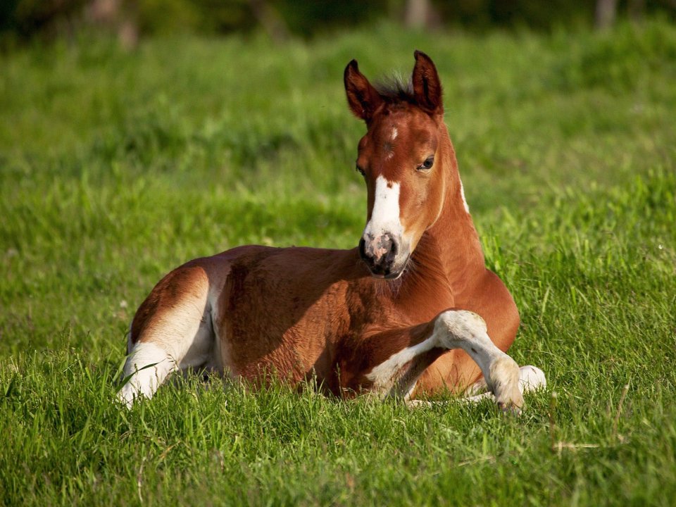 American_Paint_Foal_Iowa