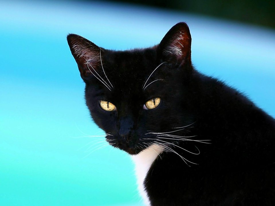 American_Shorthair