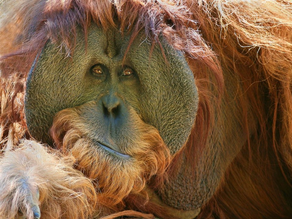 An_Expressive_Orangutan