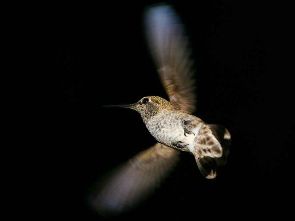 Anna_Hummingbird