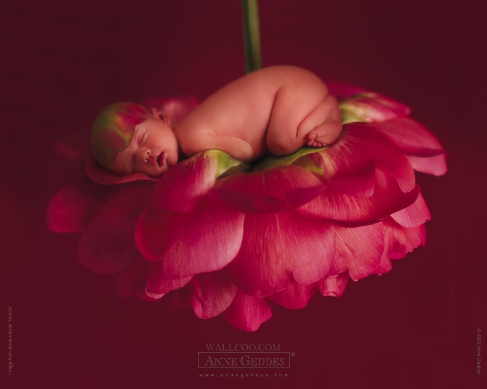 AnneGeddes_Wallpaper1280_236