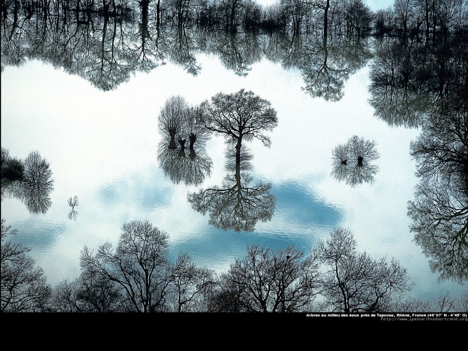 Arbres au milieu des eaux près de Taponas, Rhone, France