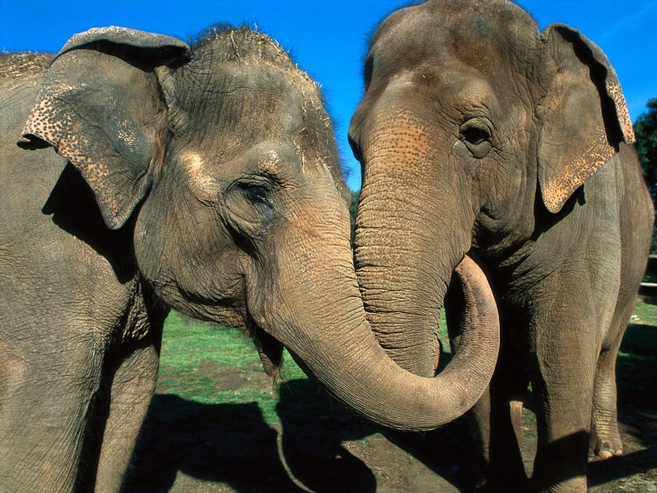 Asian_Elephants