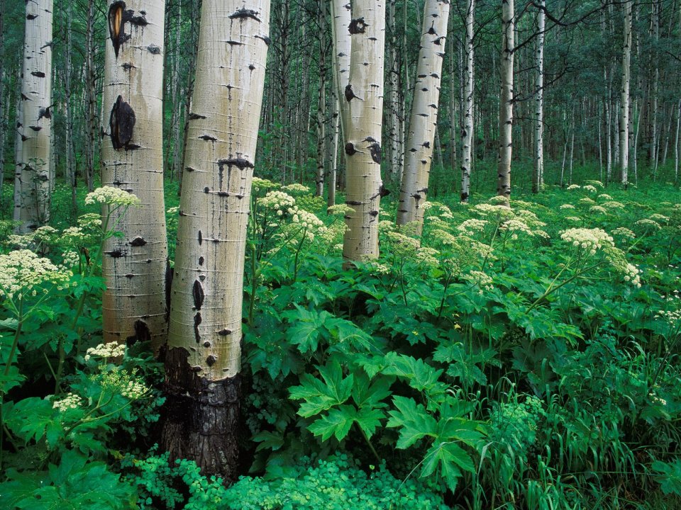 Aspens_and_Cow_Parsnip_White_River_National_Forest_Colorado
