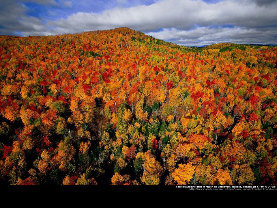 Autumn forest in the region of Charlevoix, Quebec, Canada