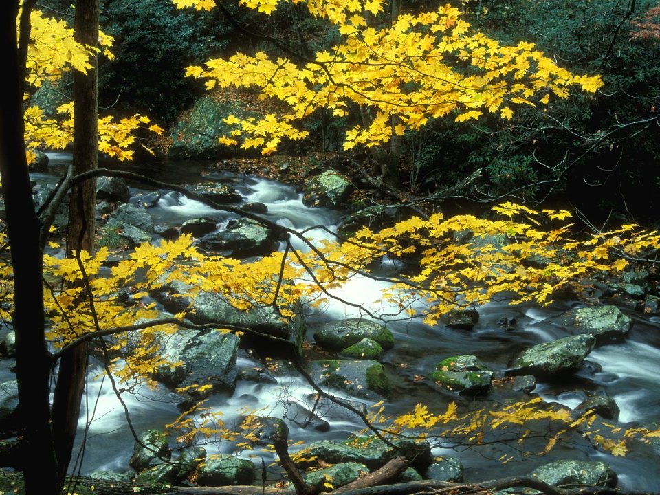 Autumn_Maple_Great_Smoky_Mountains_National_Park_Tennessee