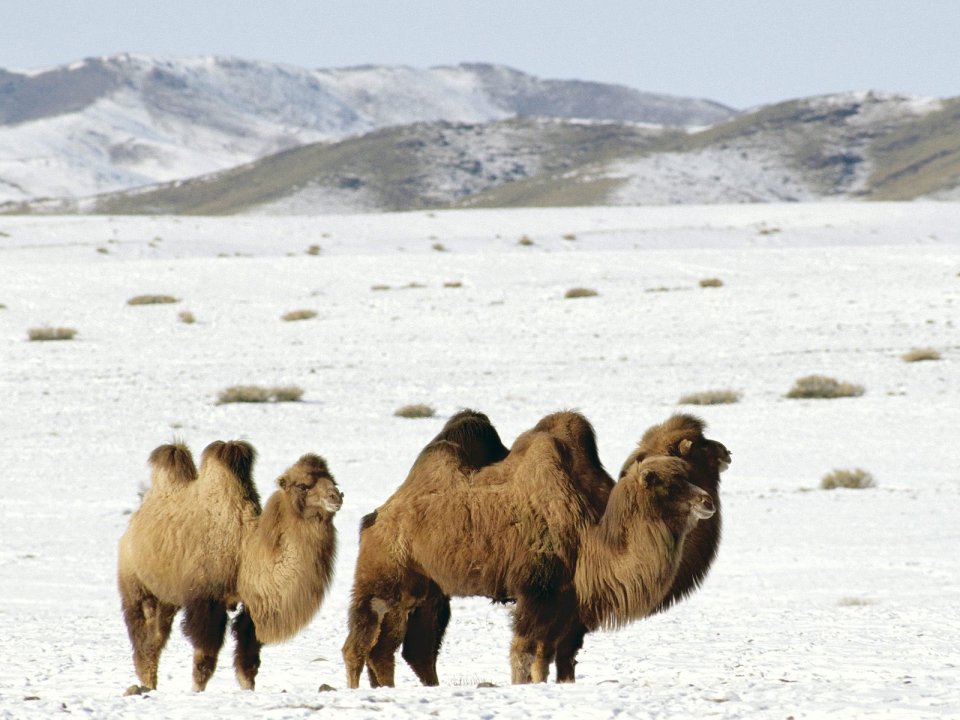 Bactrian_Camels_Altai_Mountains_Mongolia