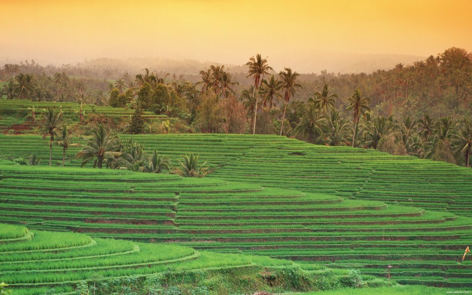 Bali_03077