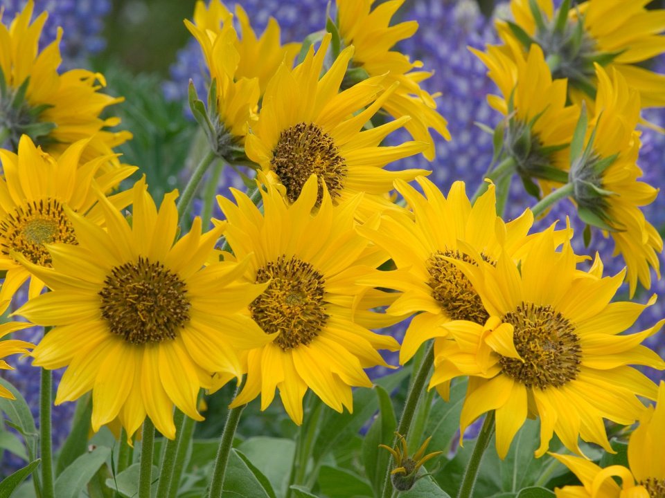 Balsamroot_and_Lupine_Oregon