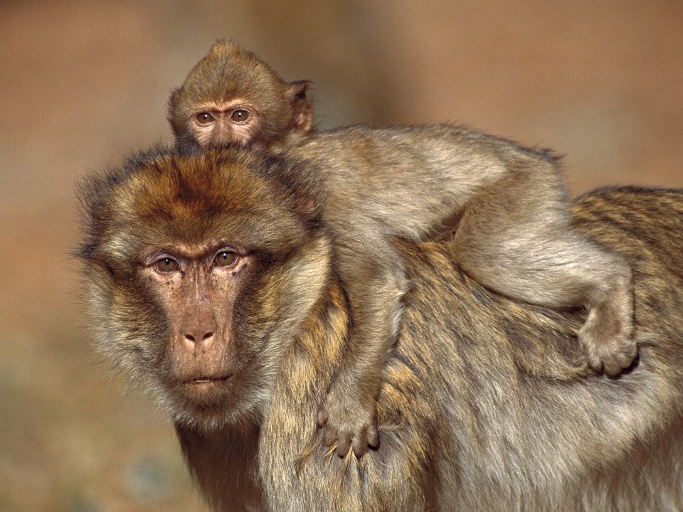 Barbary_Macaques_Morocco