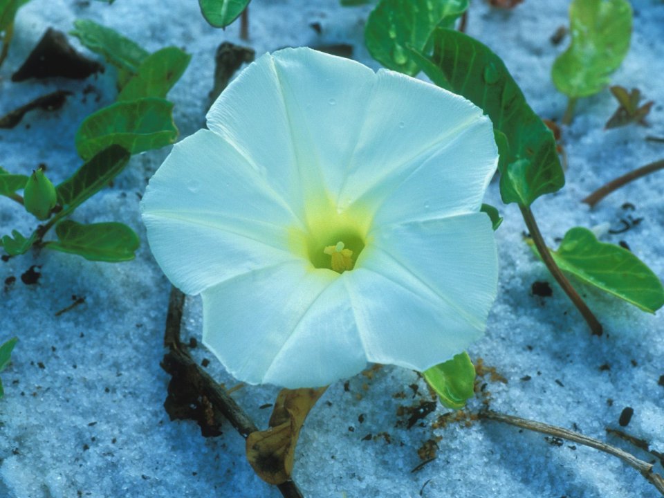 Beach_Morning_Glory