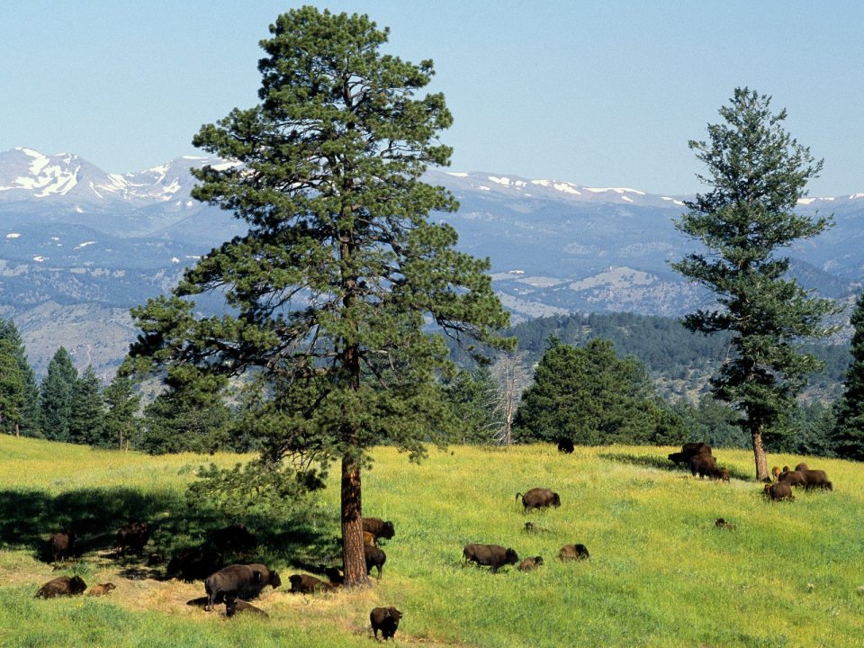 Bison_Lookout_Mountain_Mount_Vernon_Canyon_Colorado