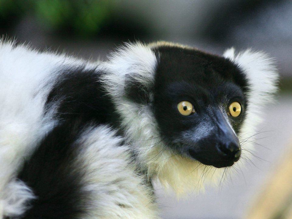 Black_and_White_Ruffled_Lemur