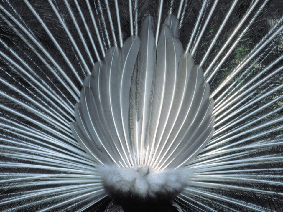 Black_and_White_Study_of_a_Male_Peacock