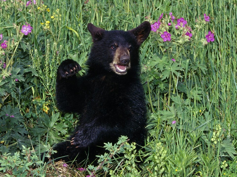 Black_Bear_Cub_in_Wildflowers