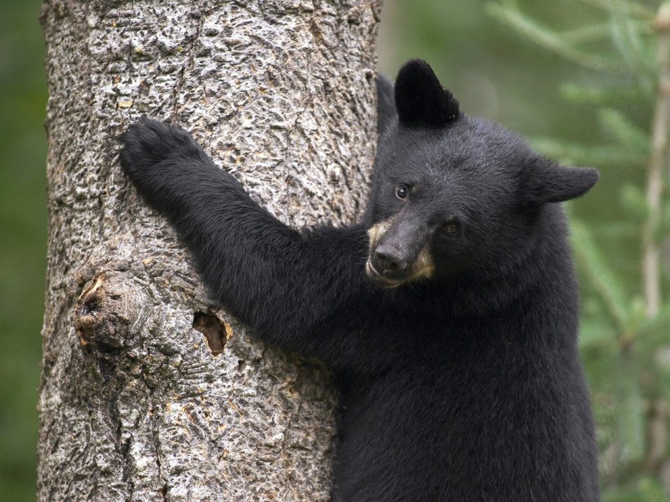 Black_Bear_Cub_Orr_Minnesota