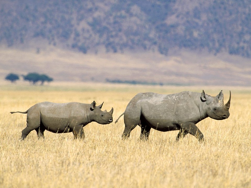 Black_Rhinoceros_Crossing_the_Savannah