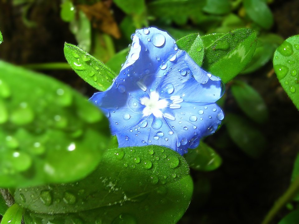 Blue_Flower