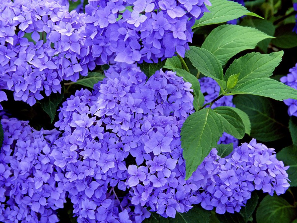 Blue_Hydrangeas