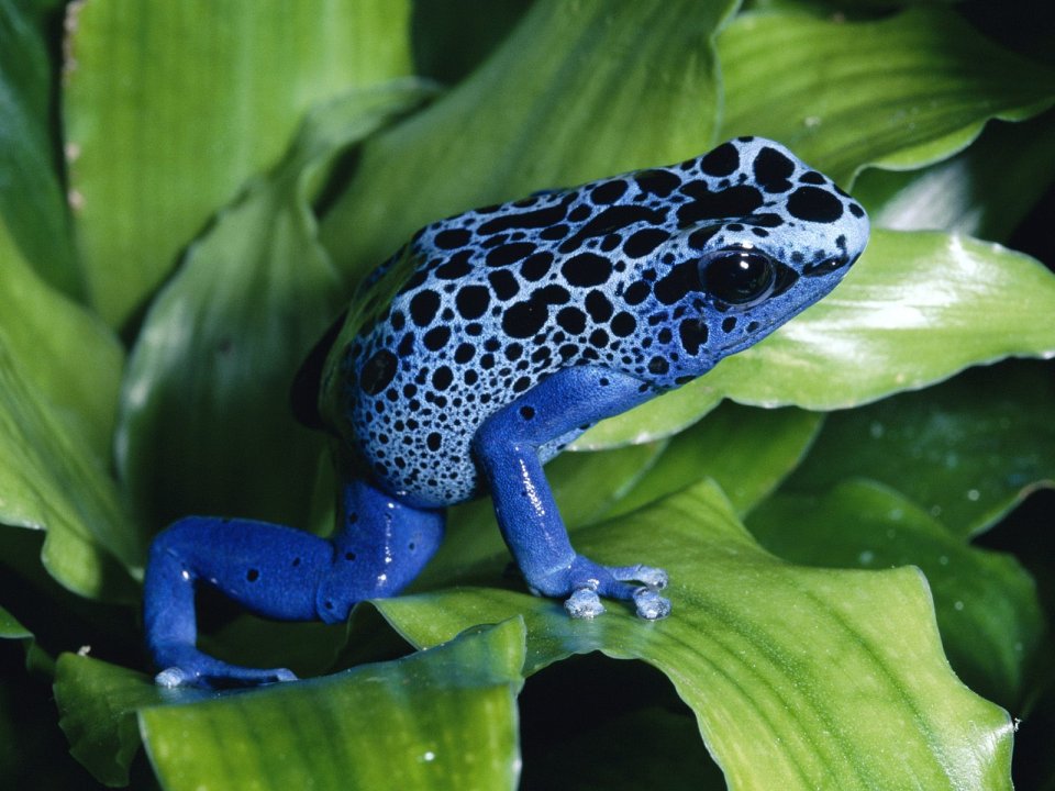 Blue_Poison_Dart_Frog