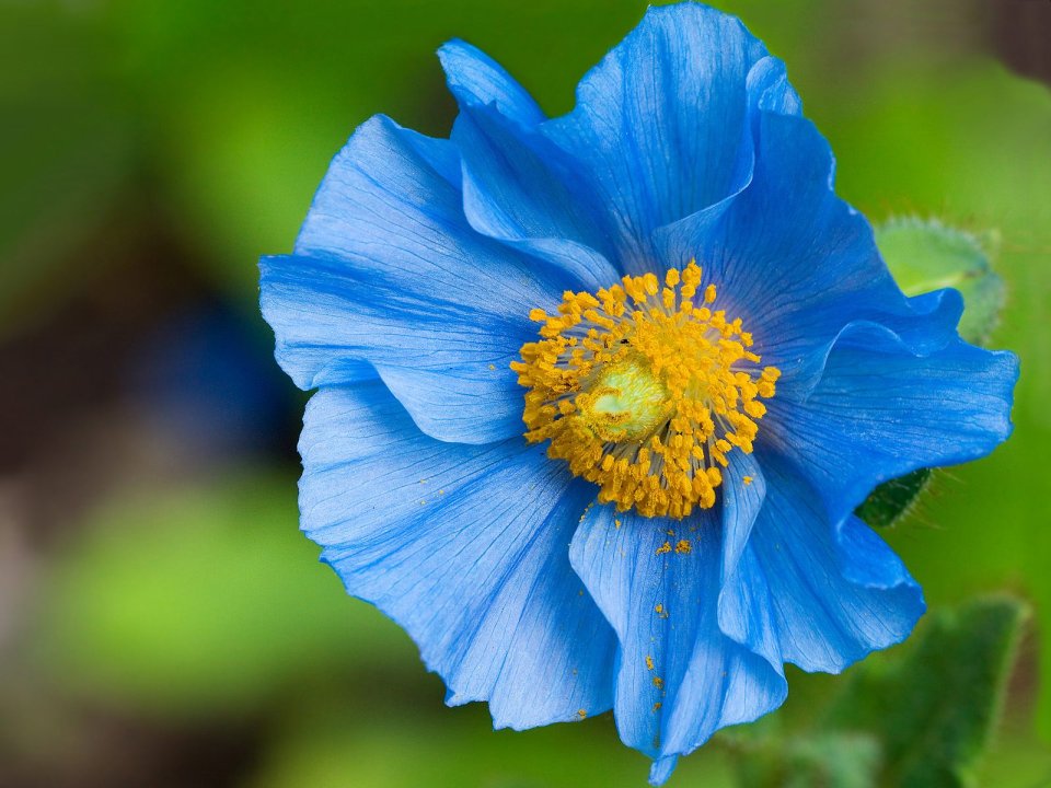 Blue_Poppy
