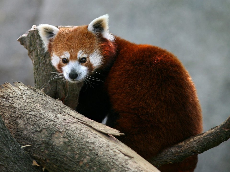 Brilliant_Red_Panda