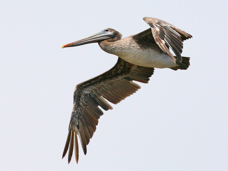 Brown_Pelican_Carmel_California