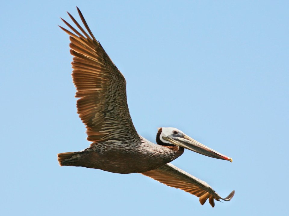 Brown_Pelican_in_Flight