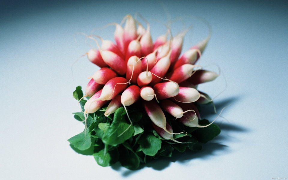Bunch of radishes, close-up