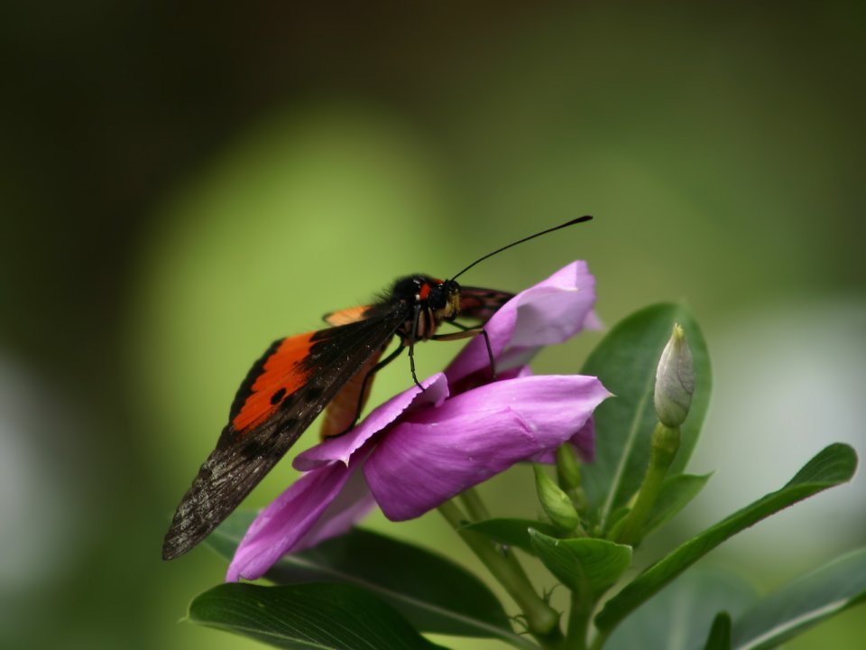 Butterfly_Orange