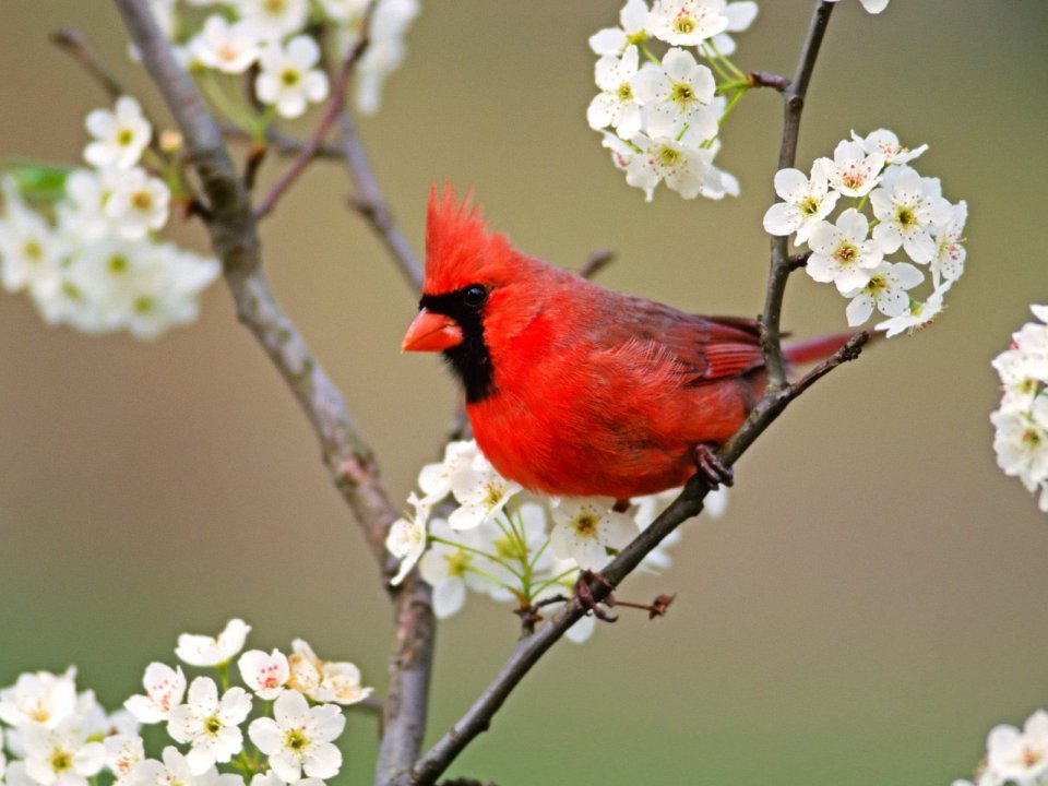 Cardinal_Among_Pear_Tree_Blossoms
