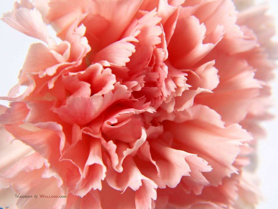 Carnation_flower_photo_0