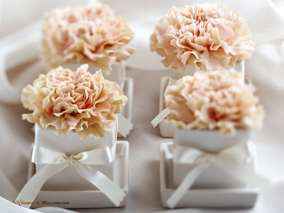 Carnation_flower_photo_09