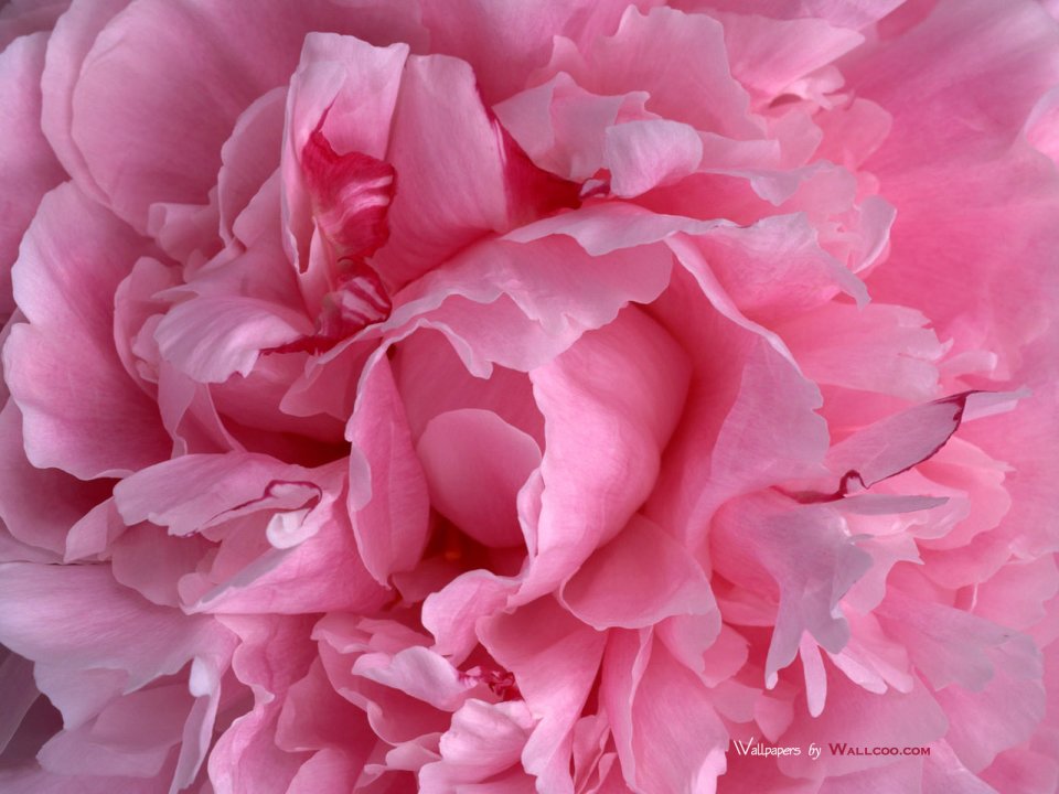 Carnation_flower_photo_1020