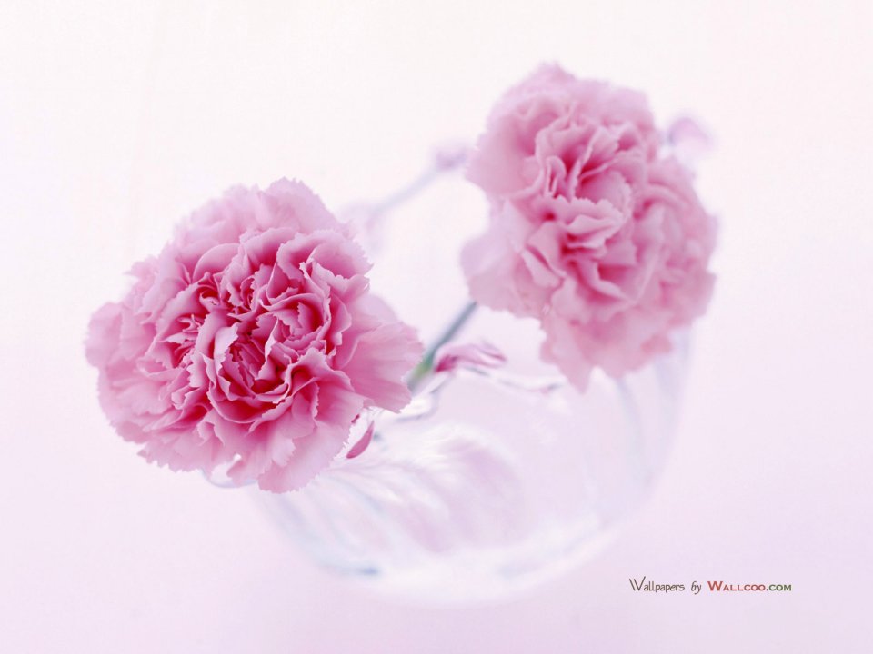 Carnation_flower_photo__14020