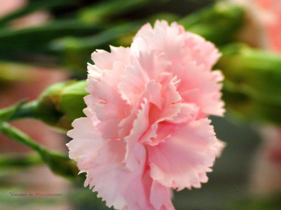 Carnation_flower_photo_27679gDYOVb_fs