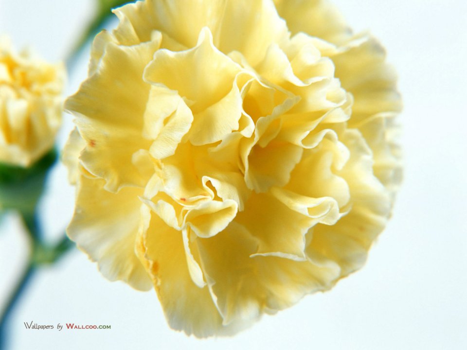 Carnation_flower_photo_3
