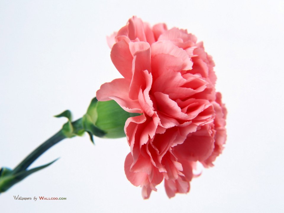 Carnation_flower_photo_4