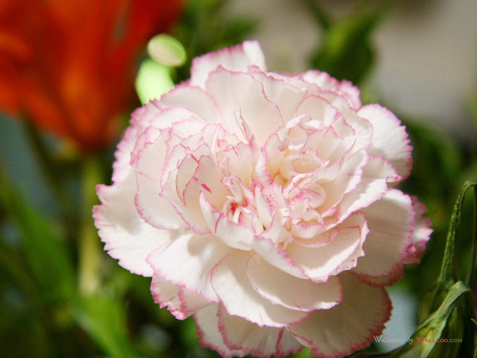 Carnation_flower_photo_48701GeWeJi_fs
