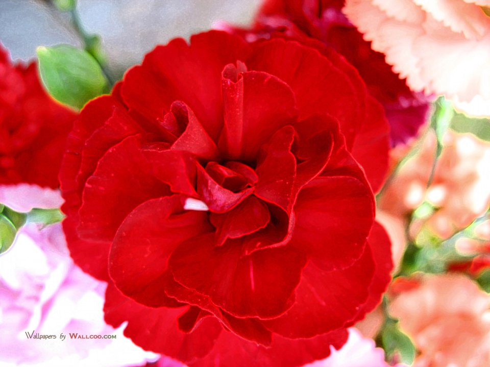 Carnation_flower_photo_54814fFqoUY_fs